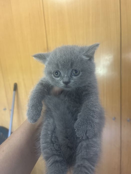 Scottish fold de boa linhagem