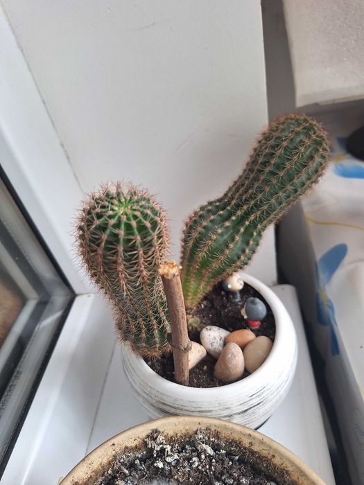 Кактус, кактуси, вазони