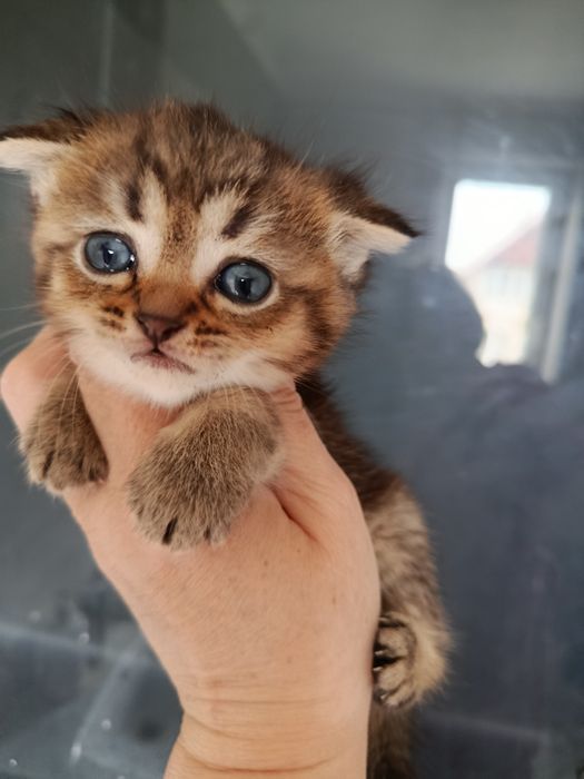 Дві дівчинки золоті