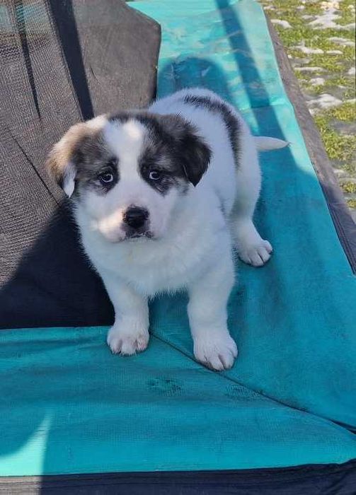 Owczarki środkowoazjatyckie szczenięta