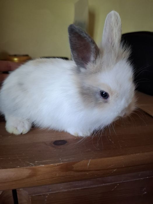 Coelhos Anões Bebés