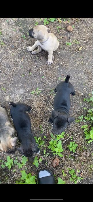 Продам щенків кане-корсо