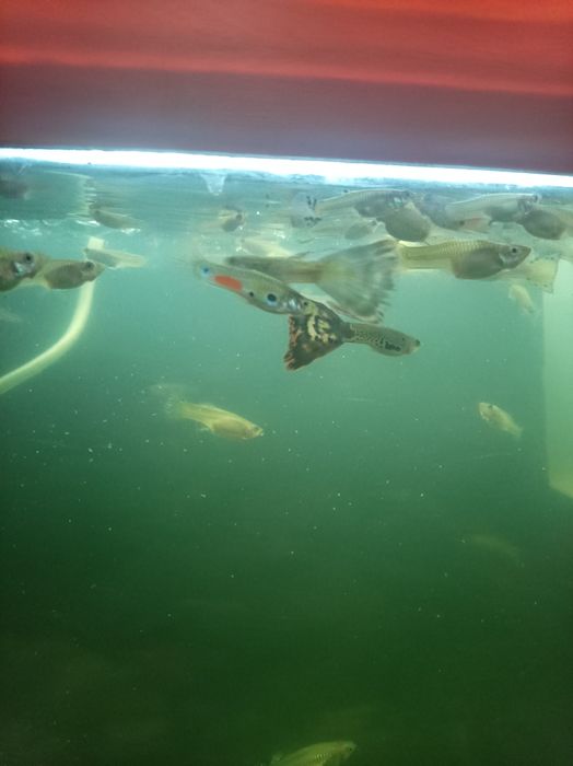 Продам рыбок гуппи