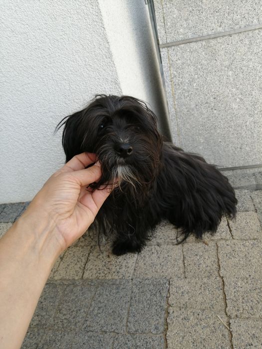 Morkie Yorkshire Terrier piesek rodowód