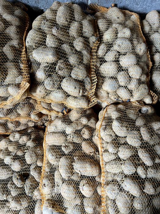 Ziemniaki odpadowe/paszowe / 15kg worki / Transport