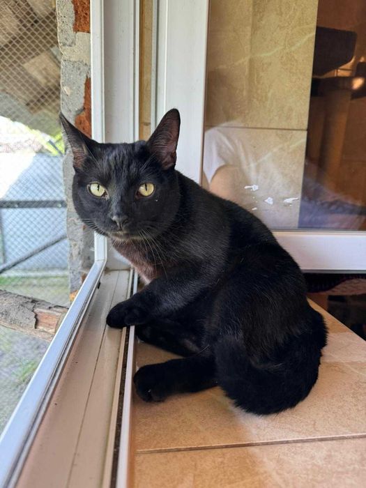 Frodo czeka już bardzo długo na dom!