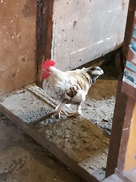 Петушки лилипуты