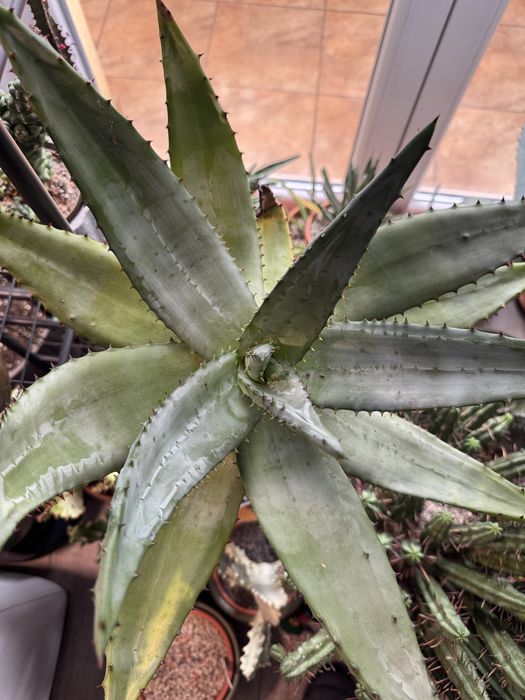 Aloes uzbrojony- Aloe Ferox rzadki okaz!