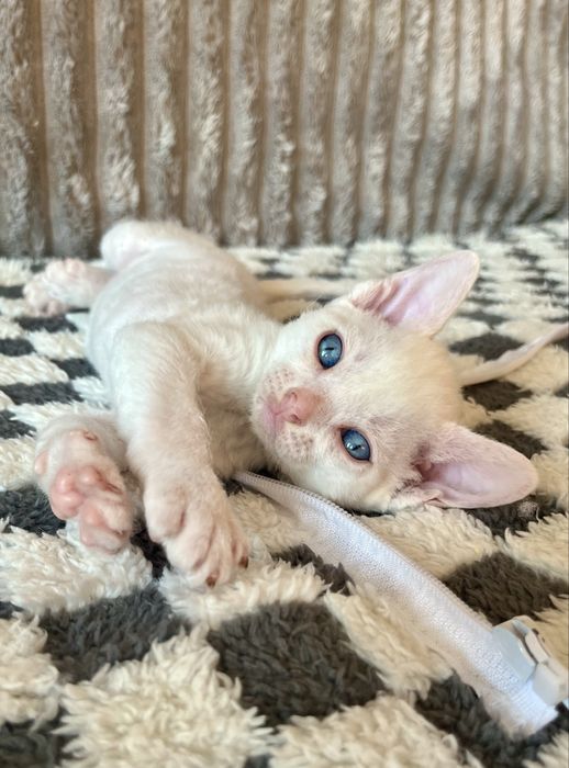 Котик Девон Рекс