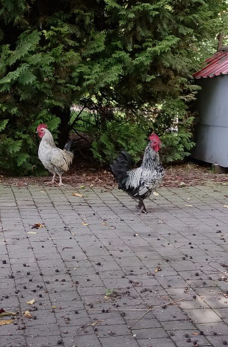 Kogutki liliputki