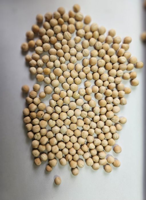 Продам Насіння Ярого Жовтого, та Зеленого Гороху.