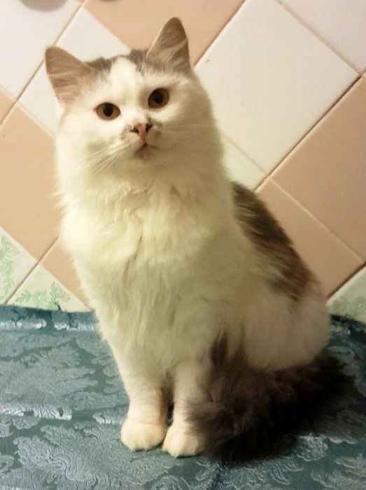 Віддам пухнастого котика