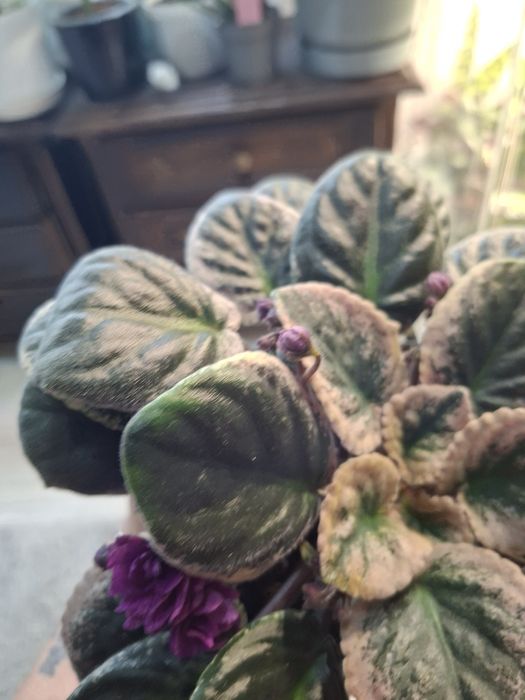 Fiołek Afrykański Veriegata