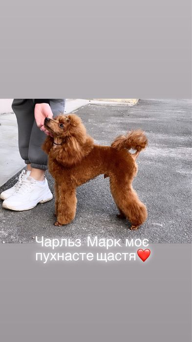 Вʼязка Той Пудель