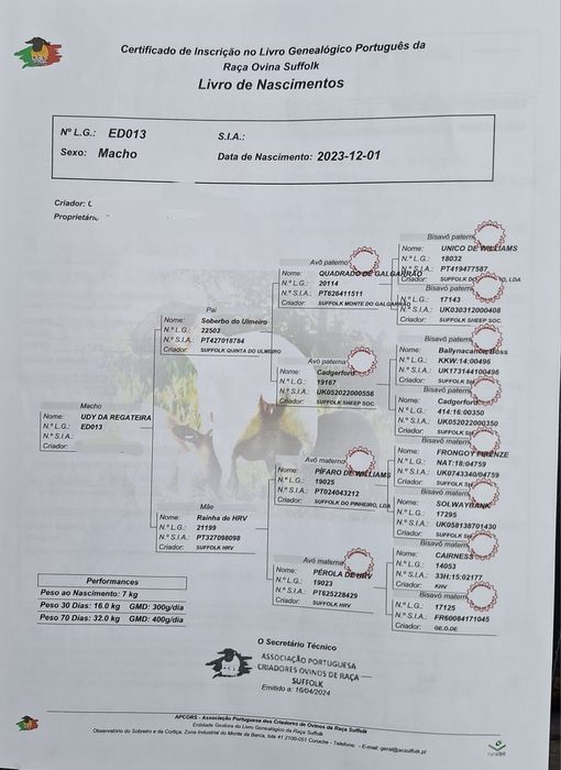 Carneiro suffolk inglês