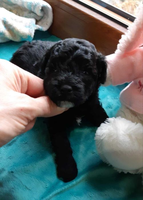 Pudel miniatura Toy z genem łaciatości