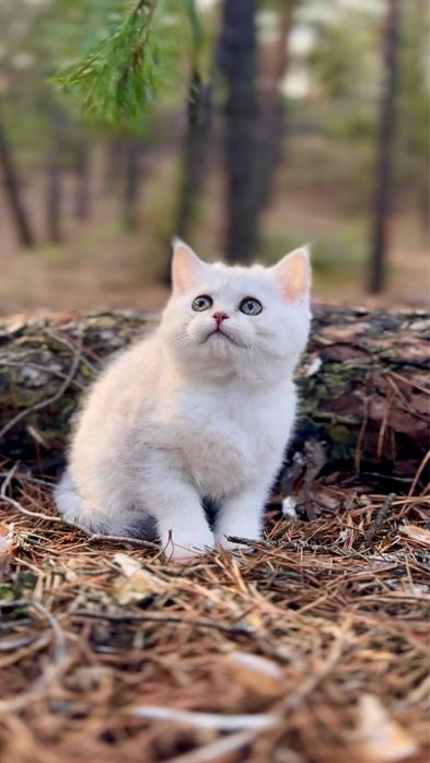 Шотландська срібна шиншила котеня прямовуха дівчинка