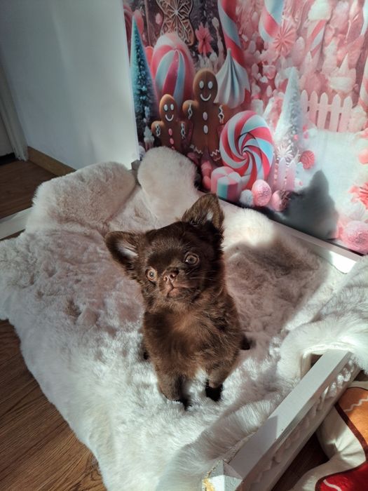 Czekoladowy piesek Chihuahua