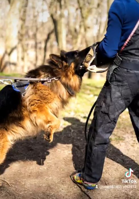 Круті довгошерстні дівчата КСУ FCI
