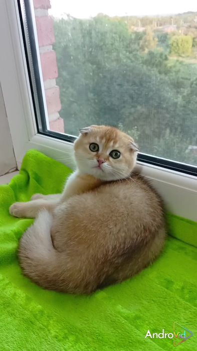 Висловухий хлопчик золота шиншила