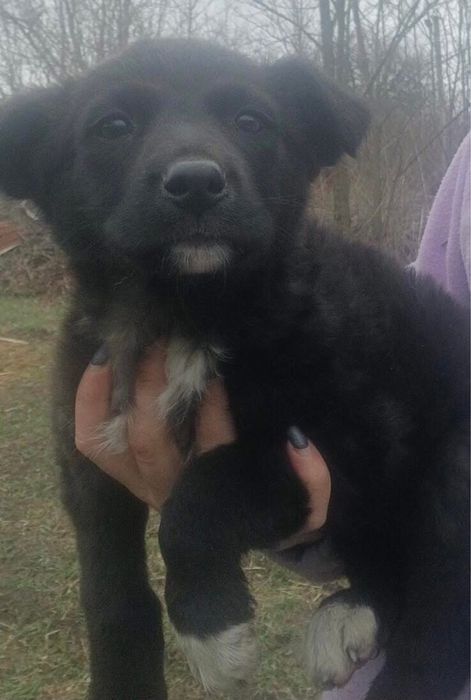 Дарсі шукає дім! Вік 2 місяці