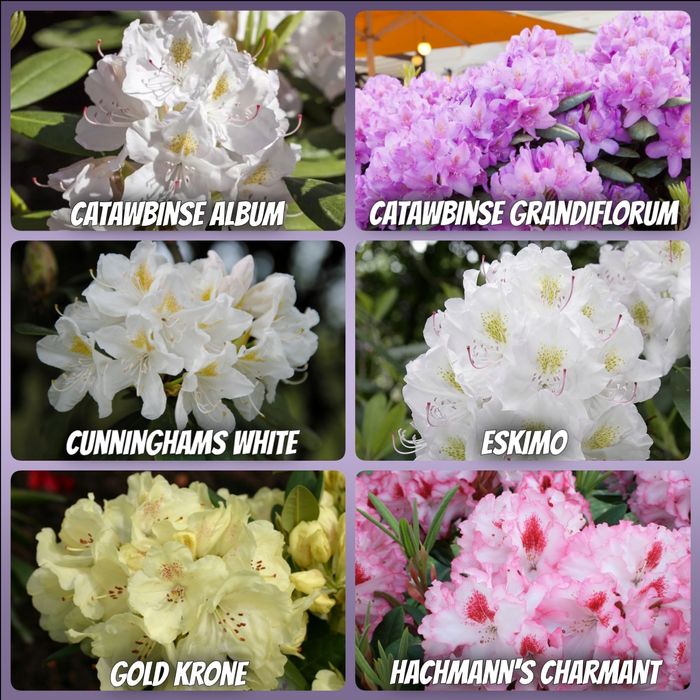 Рододендрони 2 річні