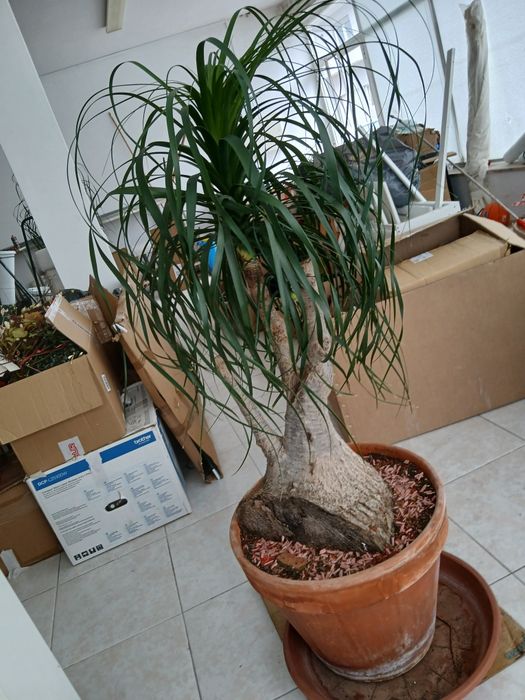 Planta Neolina Beaucarnea . Bonsai maravilhoso.