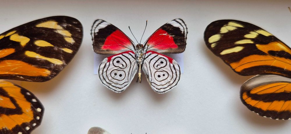 Gablotka motyle Actias selene Marpesia Heliconius i inne na ścianę