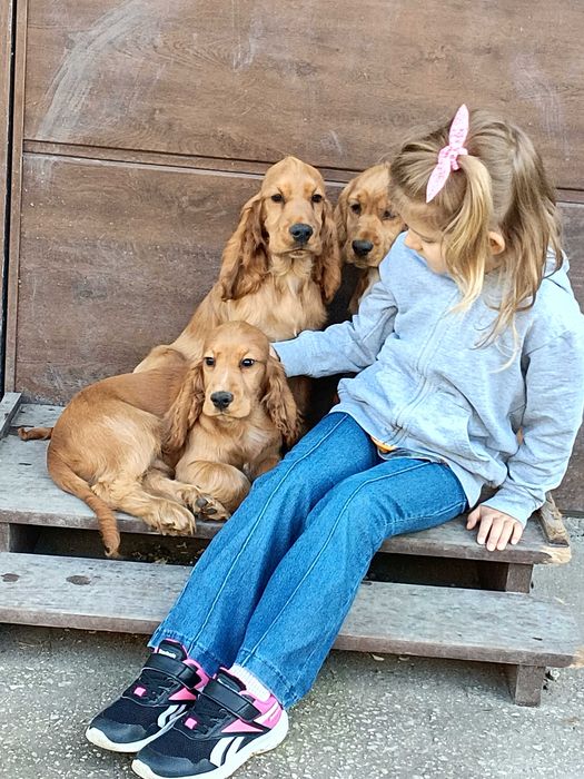 Cocker spaniel angielski
