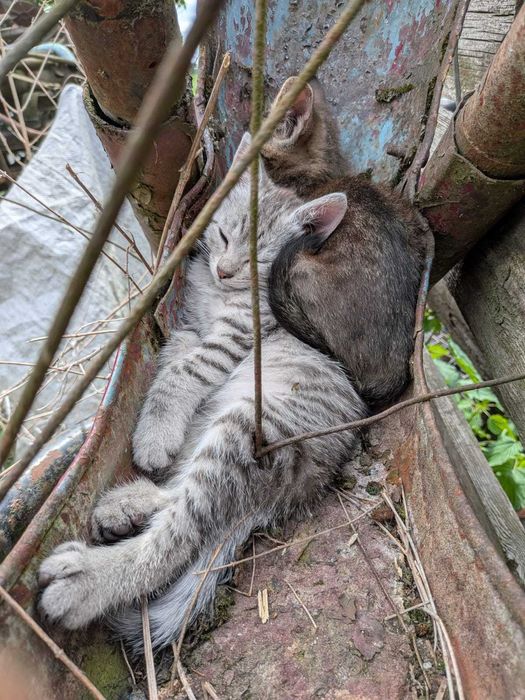 Кошенята 3 місяці віддам в добрі руки