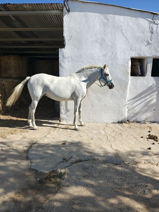 Égua Lusitana  Pontuada
