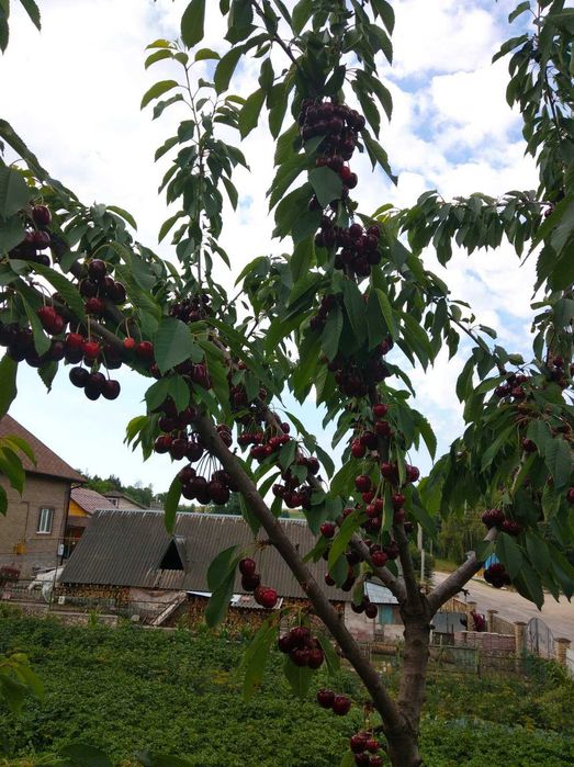 Осмії (декоративні бджоли) для запилення