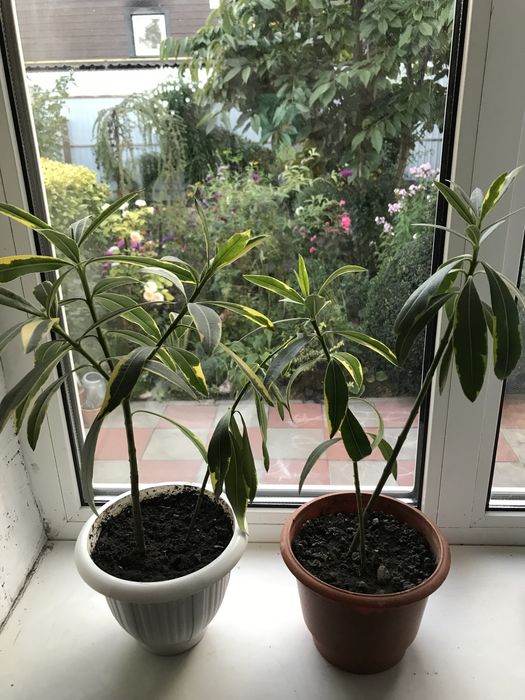 Олеандр  ряболистий