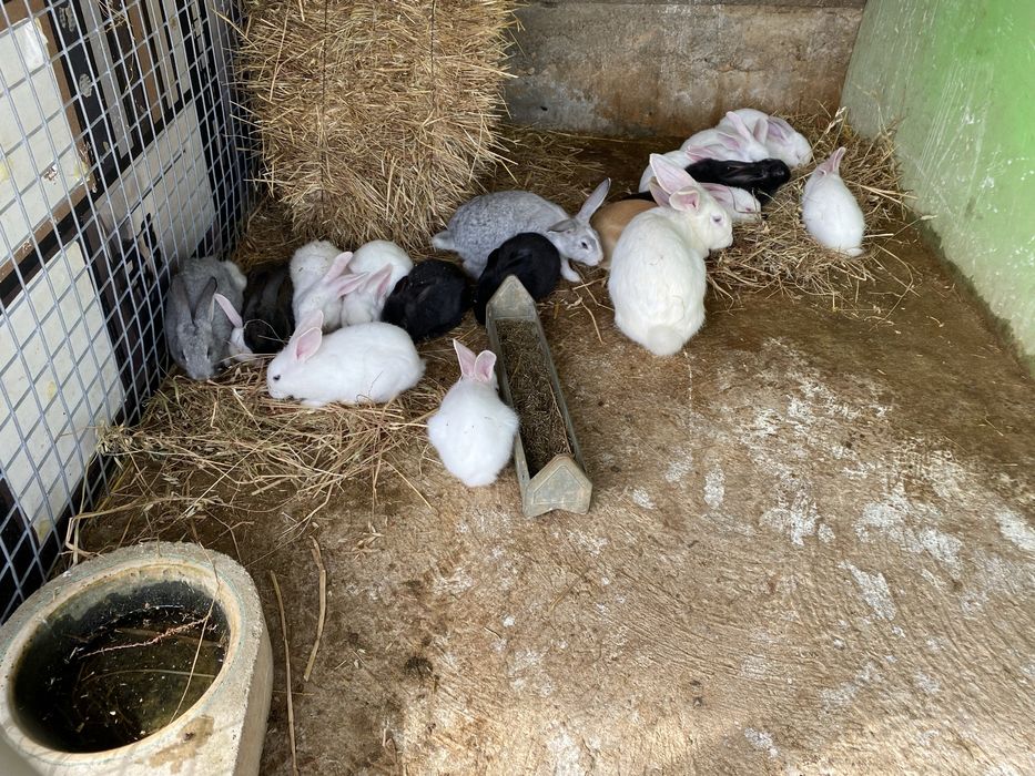 Coelhos vacinados,varias idades