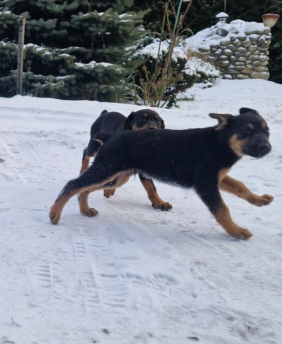 Добермани(МЕТИСИ)