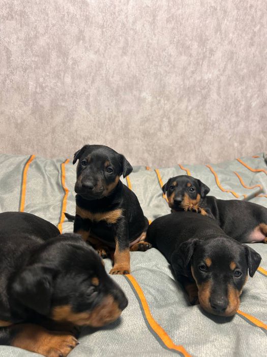 Ягдтерьеры продам