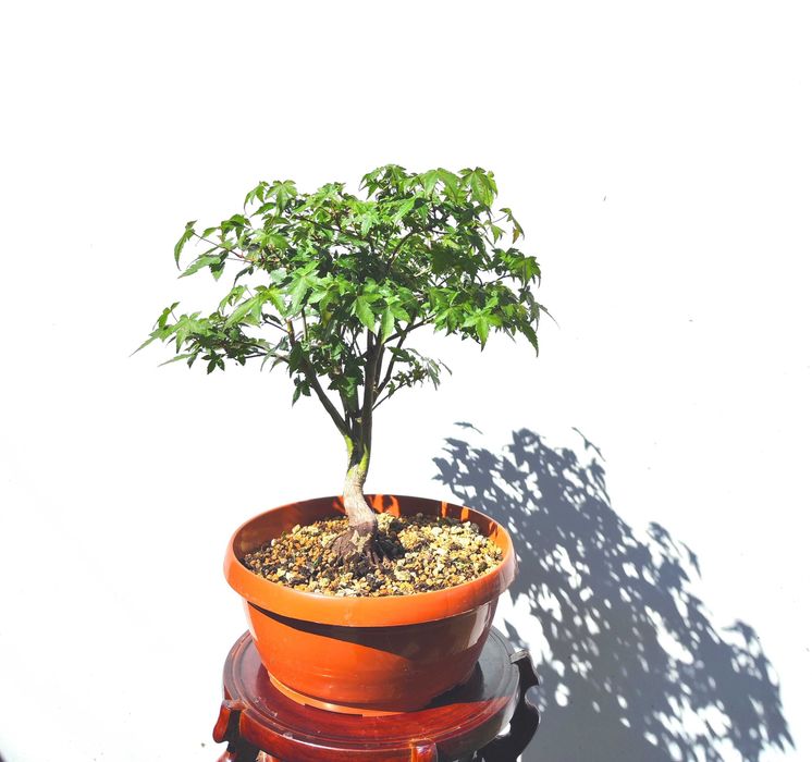 Pre Bonsai klon palmowy Little Princess