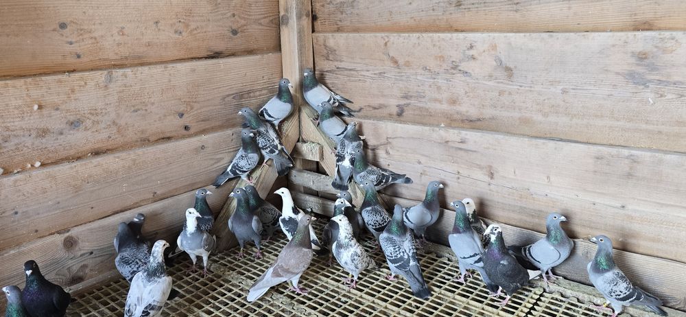 Gołębie pocztowe