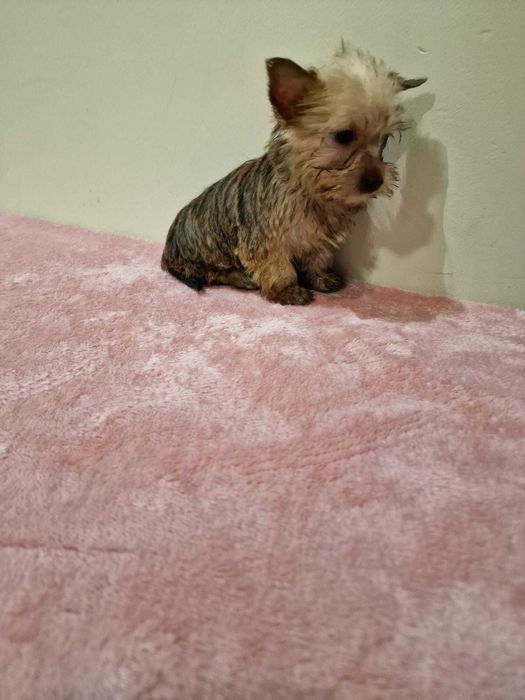 Yorkshire Terrier super miniatura (Gold)