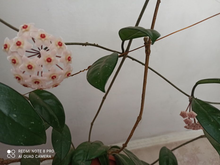 Хойя Карноза (мясистая)