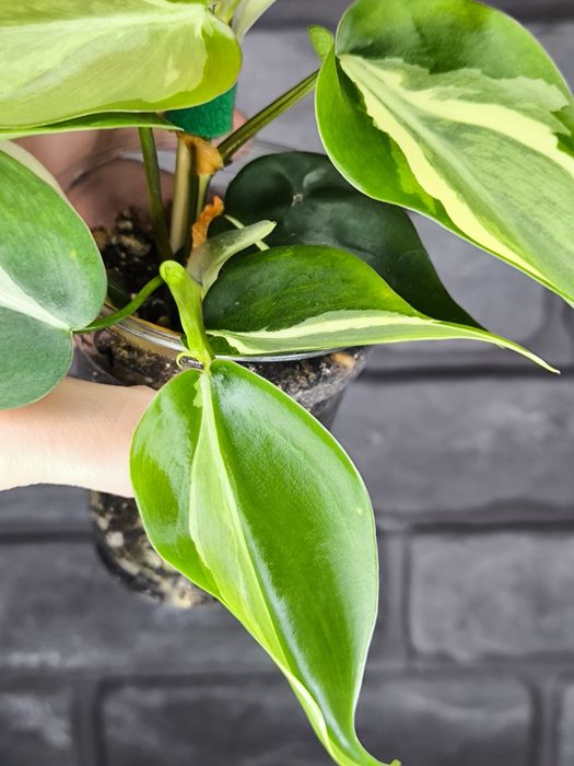 Philodendron Rio #4