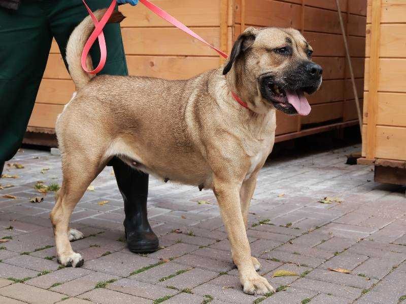 Xena szuka nowego domu