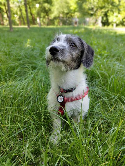 Шлея для собаки (такси) Trixie