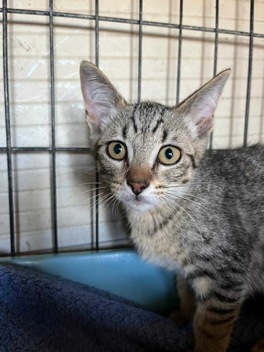 Tulipa - Gatinha para adopção