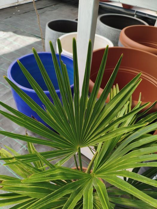 Palmeira Leque (trachycarpus fortunei) - planta em vaso