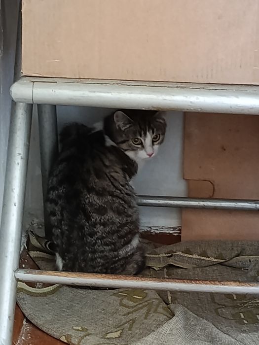 Котенок девочка бесплатно. Кошечка. Кошка. Котята даром
