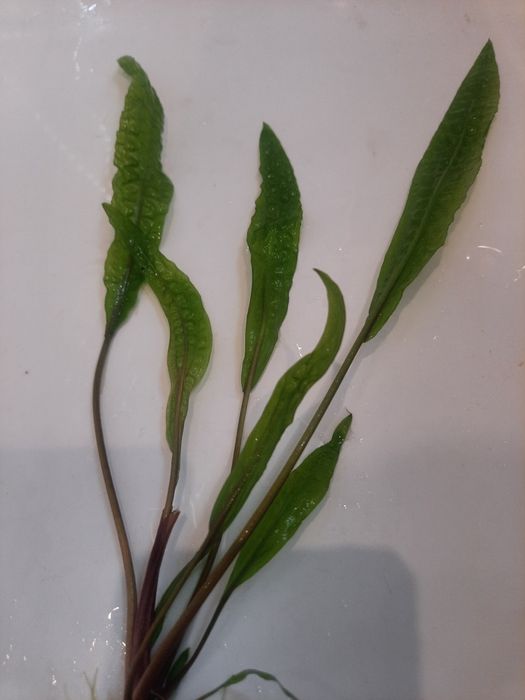 Kryptokoryna karbowana