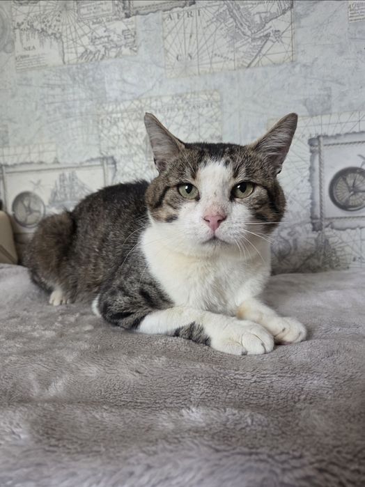 Кіт кот котик сіро-білий смугастий добрий і ласкавий шукає дім