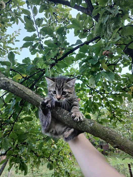 Котики безкоштовно