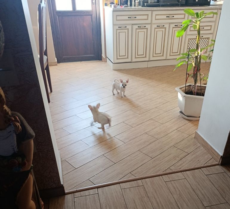 Чіхуахуа — 2 дівчинки та 1 хлопчик